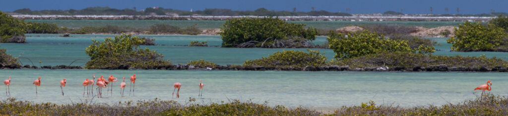 Flamingo's in de natuurlijke zoutmeren van Bonaire - smal