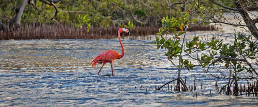 Een flamingo in de mangrove van Bonaire