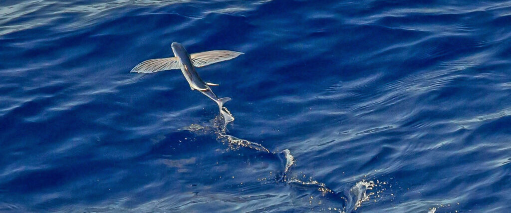 Vliegende vis rond Klein Bonaire
