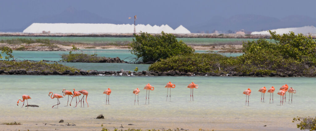 Zoutbergen en flamingo's Bonaire