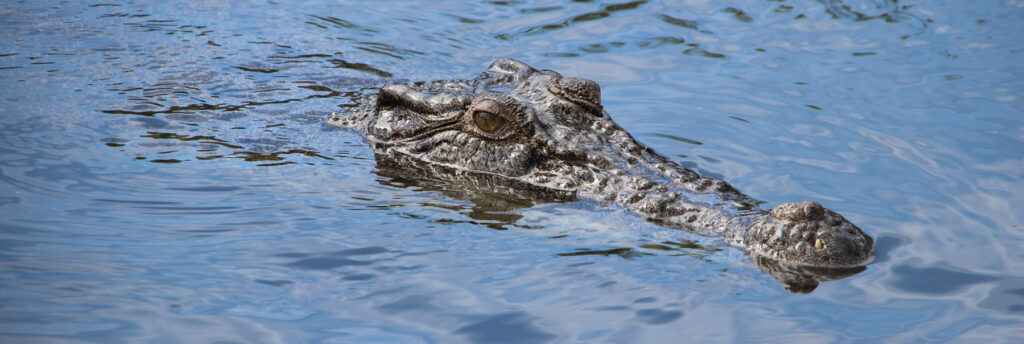 Krokodil Bonaire