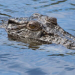 Krokodil Bonaire